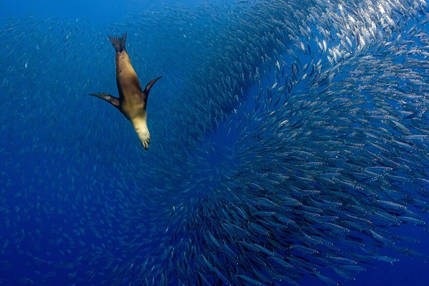 Attention (Remarkable Artwork In Animals In Their Environment Category)