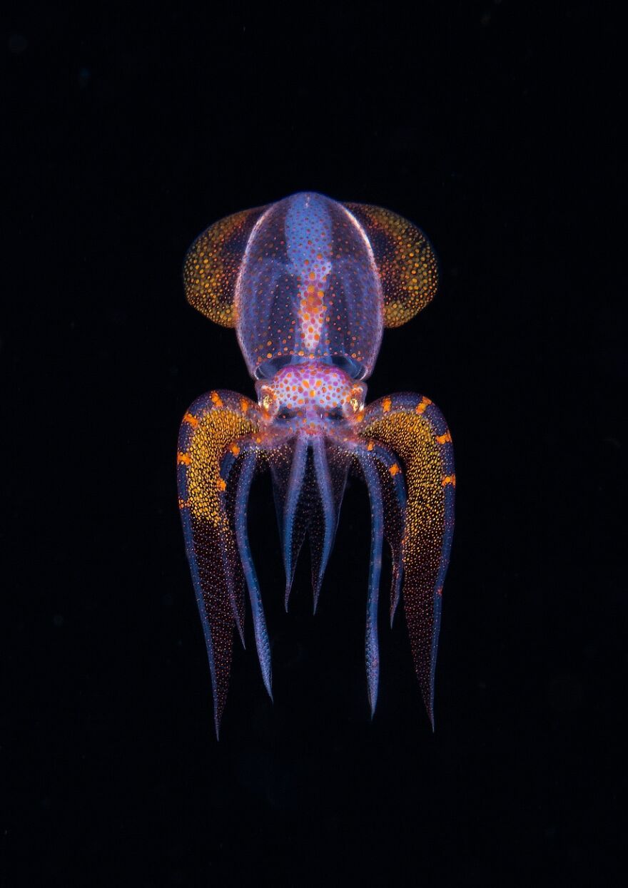 Transition (Remarkable Artwork In Animals In Their Environment Category)