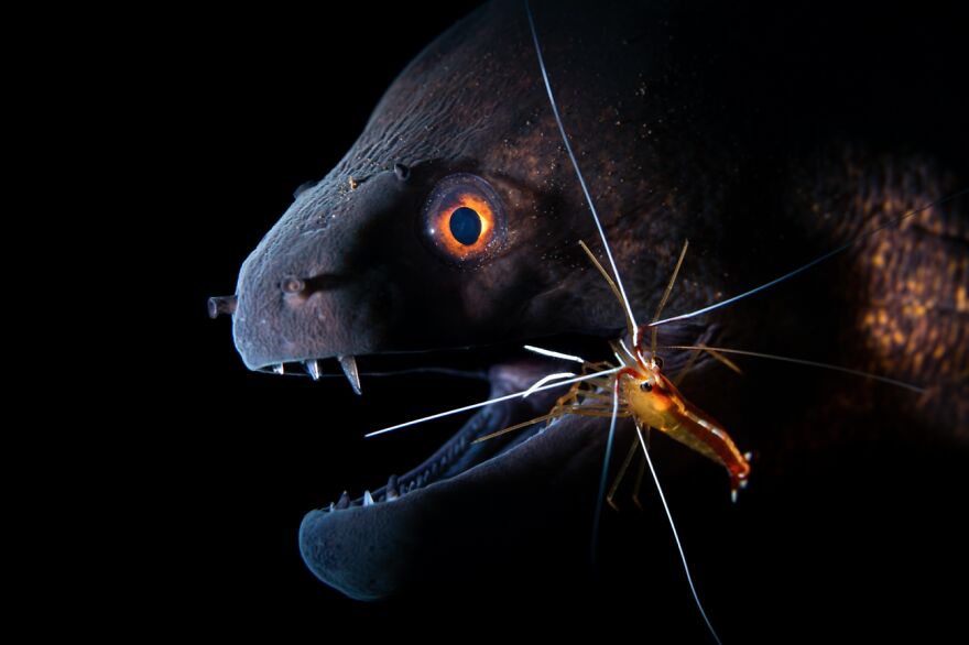 Dentist (Remarkable Artwork In Animals In Their Environment Category)