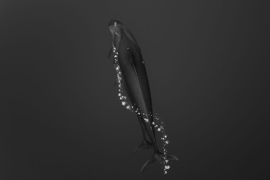 False Killer Whale (Remarkable Artwork In Animals In Their Environment Category)