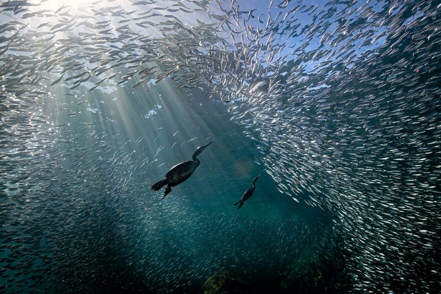 Perfectly On Time (Remarkable Artwork In Animals In Their Environment Category)