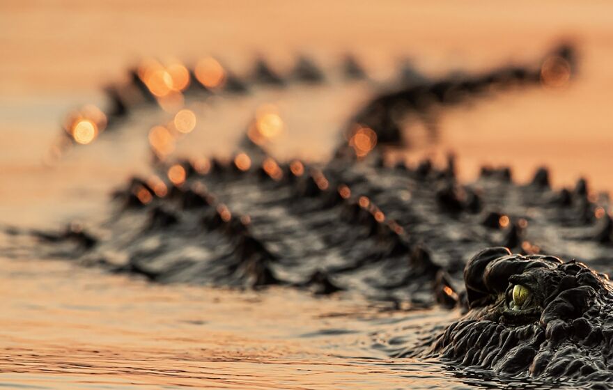 Green Eye (Remarkable Artwork In Animals In Their Environment Category)