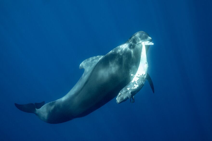 Life Cycle (Remarkable Artwork In Animals In Their Environment Category)