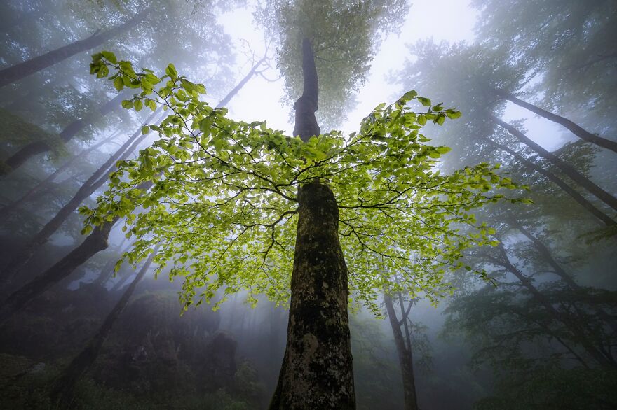 Green Crown (Honorable Mention In The Beauty Of Nature Category)