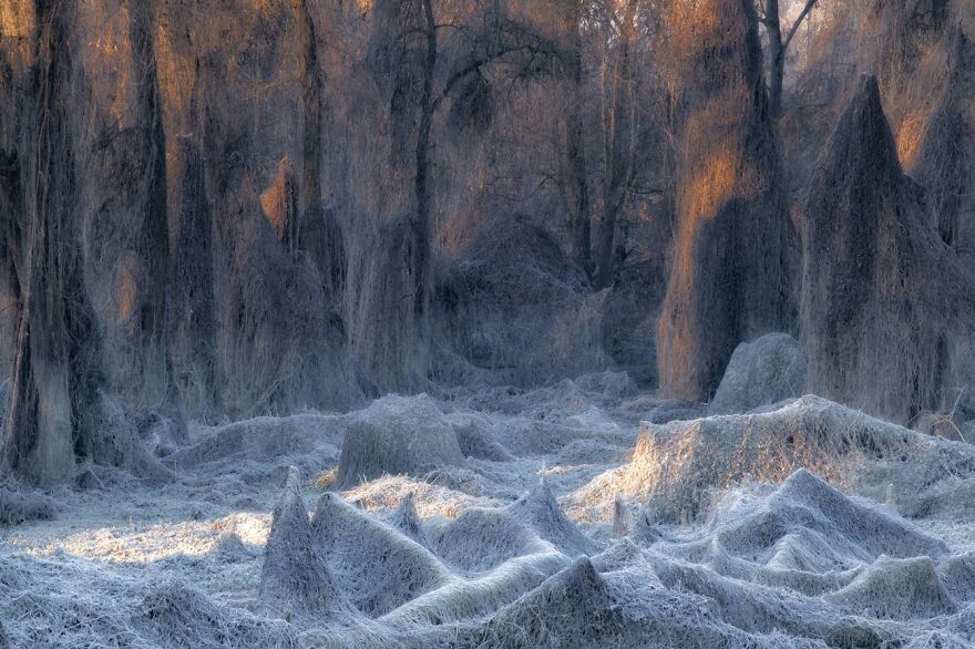 Il Bosco Incantato (Remarkable Artwork In The Beauty Of Nature Category)