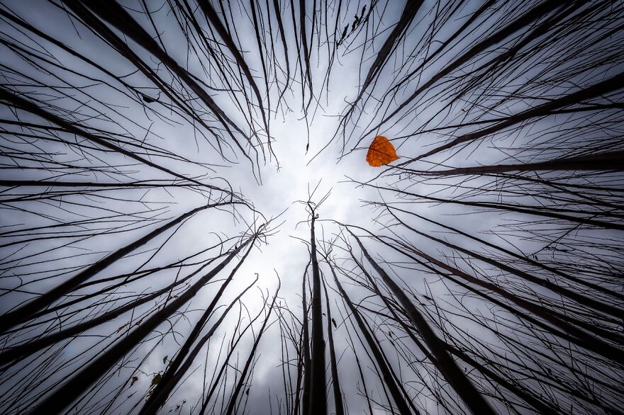 Tim Burton Autumn (Remarkable Artwork In The Beauty Of Nature Category)