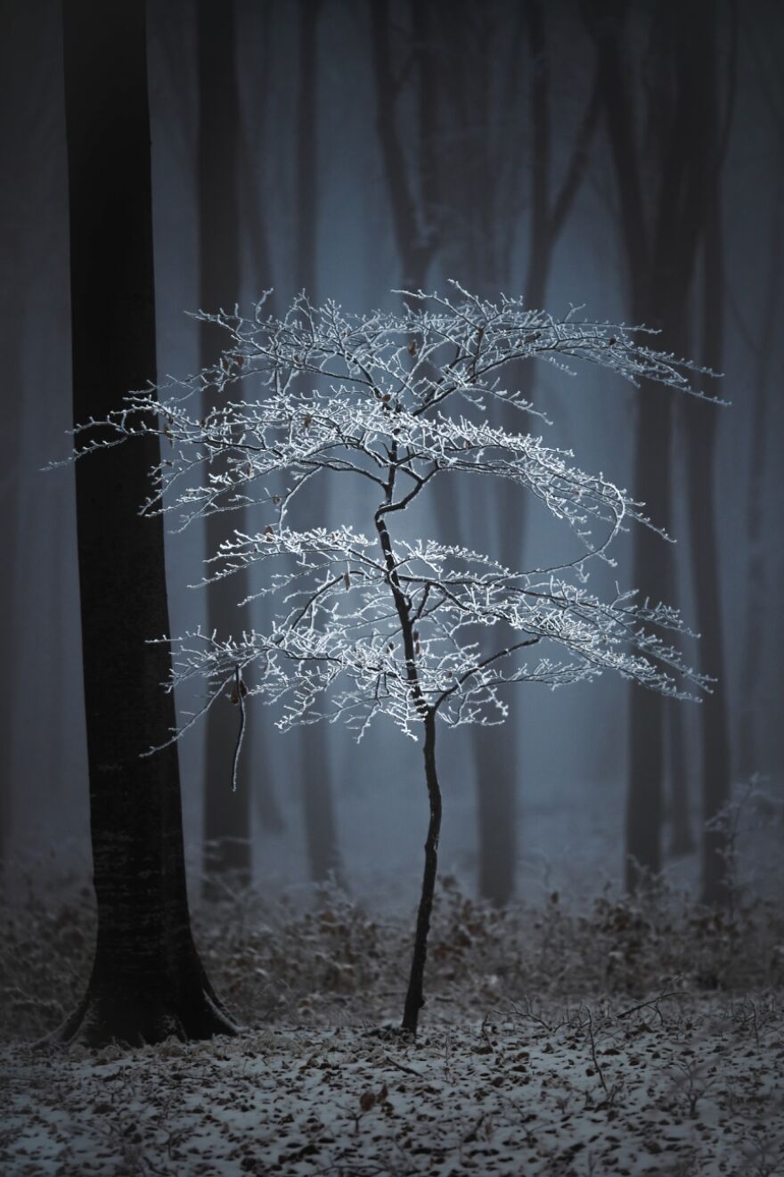 Luminescent (Remarkable Artwork In The Beauty Of Nature Category)