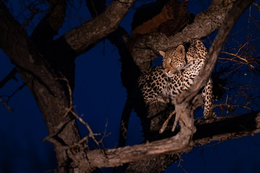 Queen Of The Night (3rd Place In Under 20 Category)