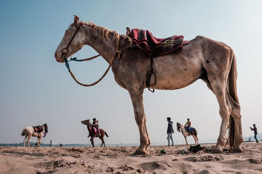 The Horse (Honorable Mention In Under 20 Category)