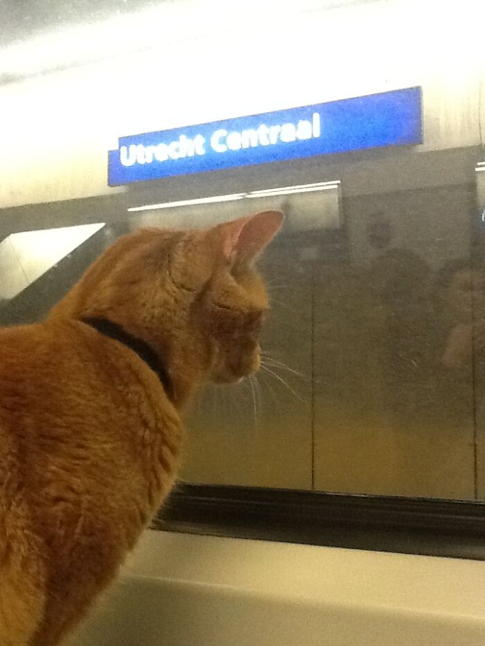 My Retired Service Cat Has His Own Photocollection Of Central Stations (Utrecht, The Netherlands)