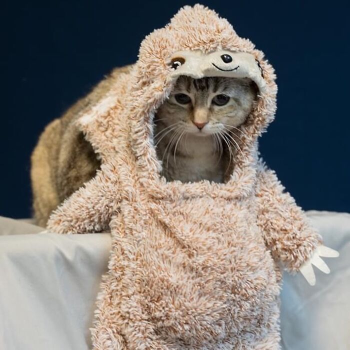 This Shelter Dressed Up Elderly Cats And Dogs As If They Were Senior Citizens For An Adoption Photoshoot (37 Pics) This Shelter Dressed Up Elderly Cats And Dogs As If They Were Senior Citizens For An Adoption Photoshoot (37 Pics)