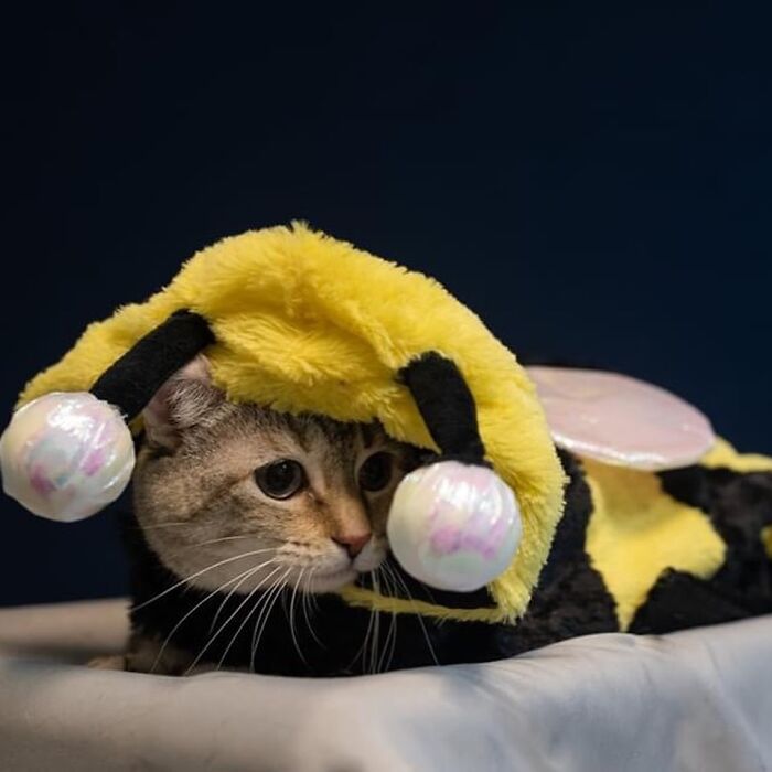 This Shelter Dressed Up Elderly Cats And Dogs As If They Were Senior Citizens For An Adoption Photoshoot (37 Pics) This Shelter Dressed Up Elderly Cats And Dogs As If They Were Senior Citizens For An Adoption Photoshoot (37 Pics)