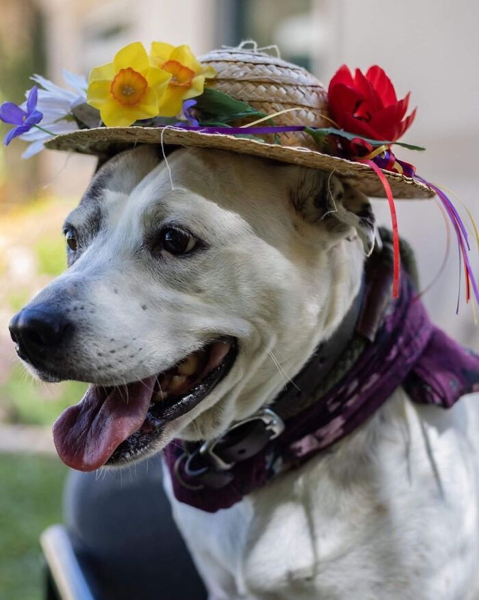 This Shelter Dressed Up Elderly Cats And Dogs As If They Were Senior Citizens For An Adoption Photoshoot (37 Pics) This Shelter Dressed Up Elderly Cats And Dogs As If They Were Senior Citizens For An Adoption Photoshoot (37 Pics)