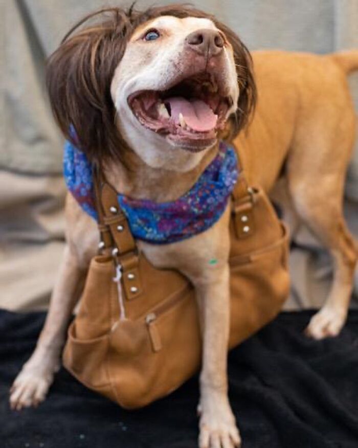 This Shelter Dressed Up Elderly Cats And Dogs As If They Were Senior Citizens For An Adoption Photoshoot (37 Pics) This Shelter Dressed Up Elderly Cats And Dogs As If They Were Senior Citizens For An Adoption Photoshoot (37 Pics)