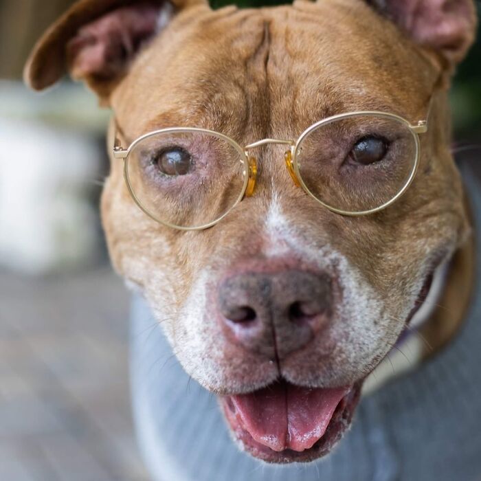 This Shelter Dressed Up Elderly Cats And Dogs As If They Were Senior Citizens For An Adoption Photoshoot (37 Pics) This Shelter Dressed Up Elderly Cats And Dogs As If They Were Senior Citizens For An Adoption Photoshoot (37 Pics)