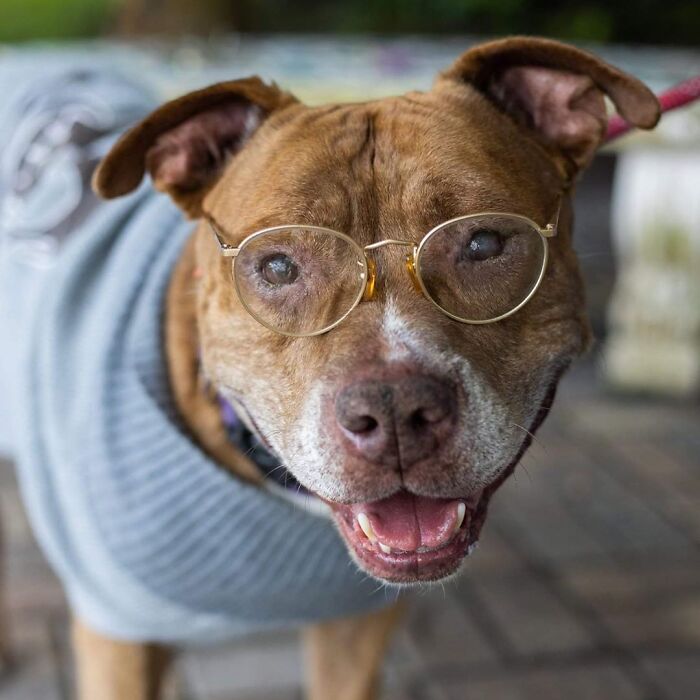 This Shelter Dressed Up Elderly Cats And Dogs As If They Were Senior Citizens For An Adoption Photoshoot (37 Pics) This Shelter Dressed Up Elderly Cats And Dogs As If They Were Senior Citizens For An Adoption Photoshoot (37 Pics)