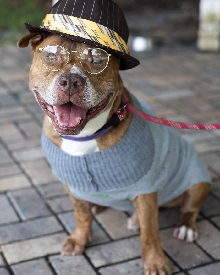 This Shelter Dressed Up Elderly Cats And Dogs As If They Were Senior Citizens For An Adoption Photoshoot (37 Pics) This Shelter Dressed Up Elderly Cats And Dogs As If They Were Senior Citizens For An Adoption Photoshoot (37 Pics)