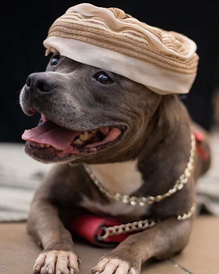 This Shelter Dressed Up Elderly Cats And Dogs As If They Were Senior Citizens For An Adoption Photoshoot (37 Pics) This Shelter Dressed Up Elderly Cats And Dogs As If They Were Senior Citizens For An Adoption Photoshoot (37 Pics)