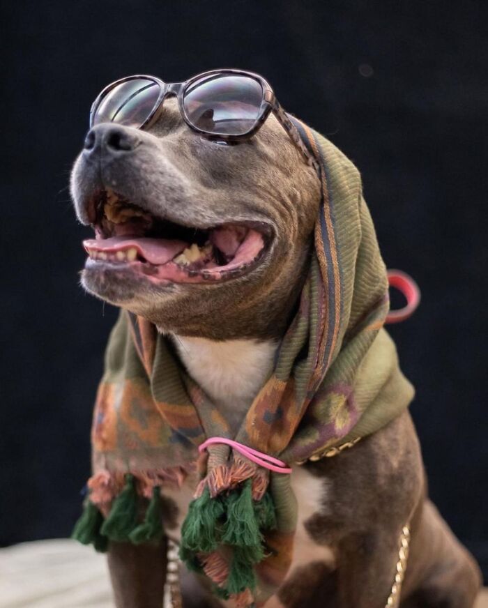 This Shelter Dressed Up Elderly Cats And Dogs As If They Were Senior Citizens For An Adoption Photoshoot (37 Pics) This Shelter Dressed Up Elderly Cats And Dogs As If They Were Senior Citizens For An Adoption Photoshoot (37 Pics)
