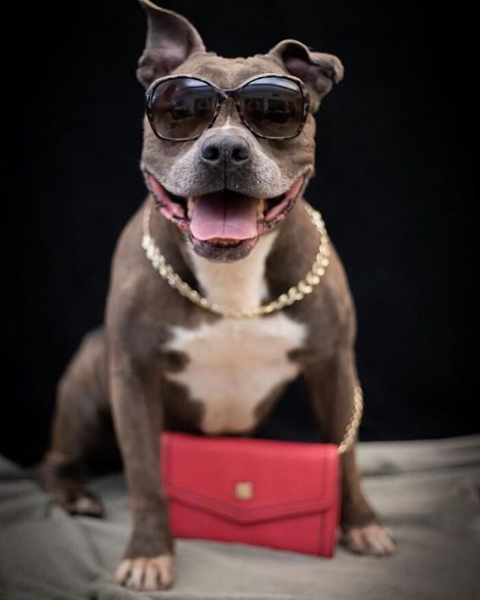 This Shelter Dressed Up Elderly Cats And Dogs As If They Were Senior Citizens For An Adoption Photoshoot (37 Pics) This Shelter Dressed Up Elderly Cats And Dogs As If They Were Senior Citizens For An Adoption Photoshoot (37 Pics)