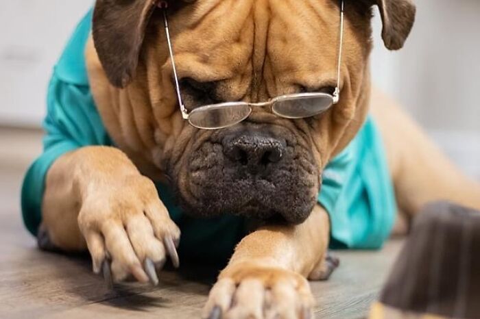 This Shelter Dressed Up Elderly Cats And Dogs As If They Were Senior Citizens For An Adoption Photoshoot (37 Pics) This Shelter Dressed Up Elderly Cats And Dogs As If They Were Senior Citizens For An Adoption Photoshoot (37 Pics)