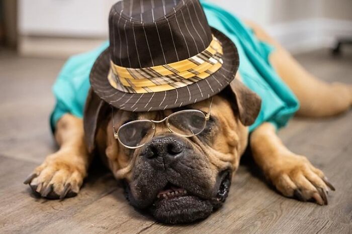 This Shelter Dressed Up Elderly Cats And Dogs As If They Were Senior Citizens For An Adoption Photoshoot (37 Pics) This Shelter Dressed Up Elderly Cats And Dogs As If They Were Senior Citizens For An Adoption Photoshoot (37 Pics)