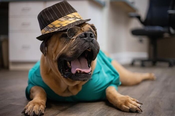 This Shelter Dressed Up Elderly Cats And Dogs As If They Were Senior Citizens For An Adoption Photoshoot (37 Pics) This Shelter Dressed Up Elderly Cats And Dogs As If They Were Senior Citizens For An Adoption Photoshoot (37 Pics)