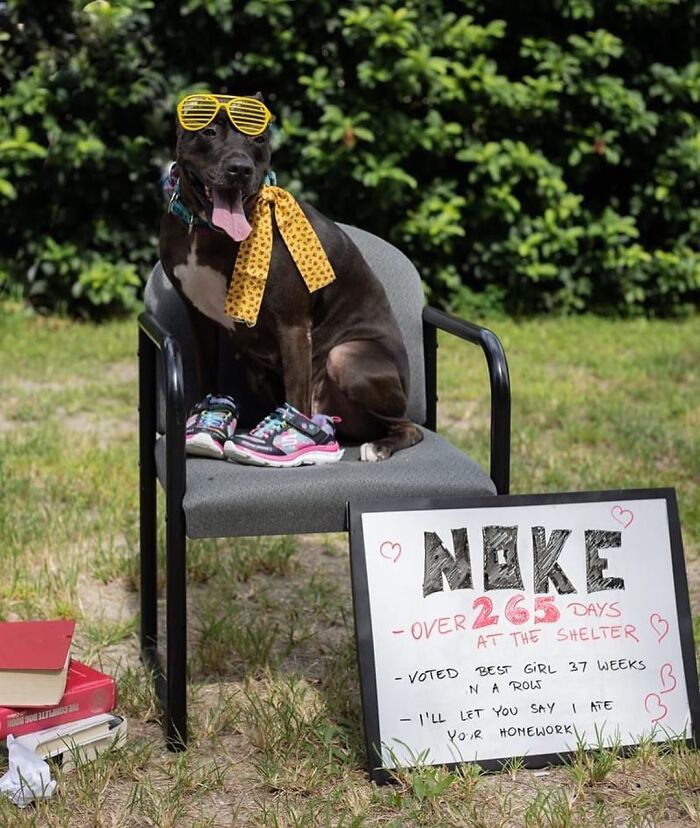 This Shelter Dressed Up Elderly Cats And Dogs As If They Were Senior Citizens For An Adoption Photoshoot (37 Pics) This Shelter Dressed Up Elderly Cats And Dogs As If They Were Senior Citizens For An Adoption Photoshoot (37 Pics)