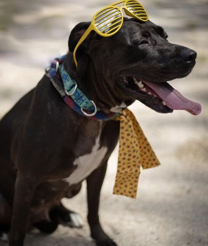 This Shelter Dressed Up Elderly Cats And Dogs As If They Were Senior Citizens For An Adoption Photoshoot (37 Pics) This Shelter Dressed Up Elderly Cats And Dogs As If They Were Senior Citizens For An Adoption Photoshoot (37 Pics)