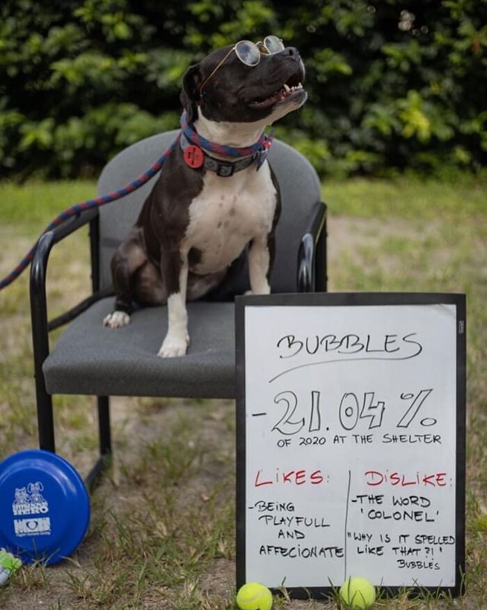 This Shelter Dressed Up Elderly Cats And Dogs As If They Were Senior Citizens For An Adoption Photoshoot (37 Pics) This Shelter Dressed Up Elderly Cats And Dogs As If They Were Senior Citizens For An Adoption Photoshoot (37 Pics)
