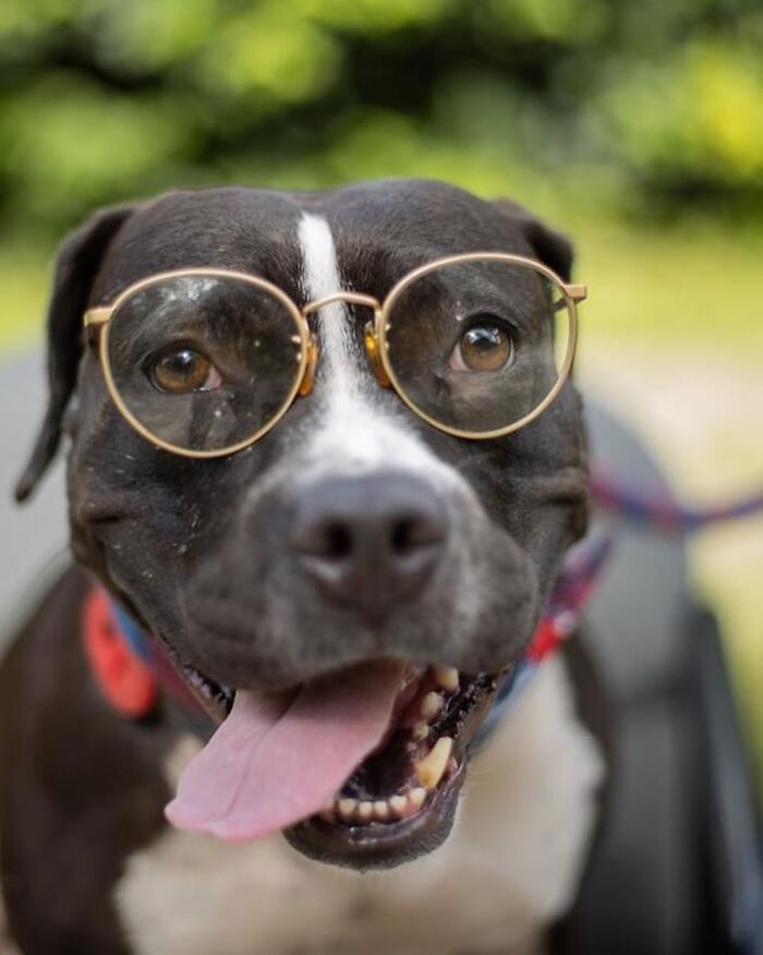 This Shelter Dressed Up Elderly Cats And Dogs As If They Were Senior Citizens For An Adoption Photoshoot (37 Pics) This Shelter Dressed Up Elderly Cats And Dogs As If They Were Senior Citizens For An Adoption Photoshoot (37 Pics)
