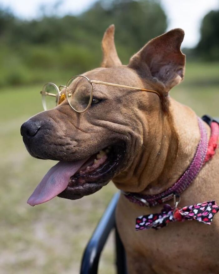 This Shelter Dressed Up Elderly Cats And Dogs As If They Were Senior Citizens For An Adoption Photoshoot (37 Pics) This Shelter Dressed Up Elderly Cats And Dogs As If They Were Senior Citizens For An Adoption Photoshoot (37 Pics)