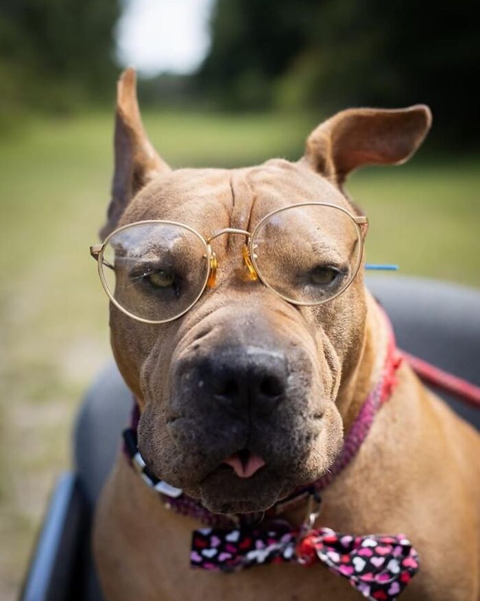 This Shelter Dressed Up Elderly Cats And Dogs As If They Were Senior Citizens For An Adoption Photoshoot (37 Pics) This Shelter Dressed Up Elderly Cats And Dogs As If They Were Senior Citizens For An Adoption Photoshoot (37 Pics)