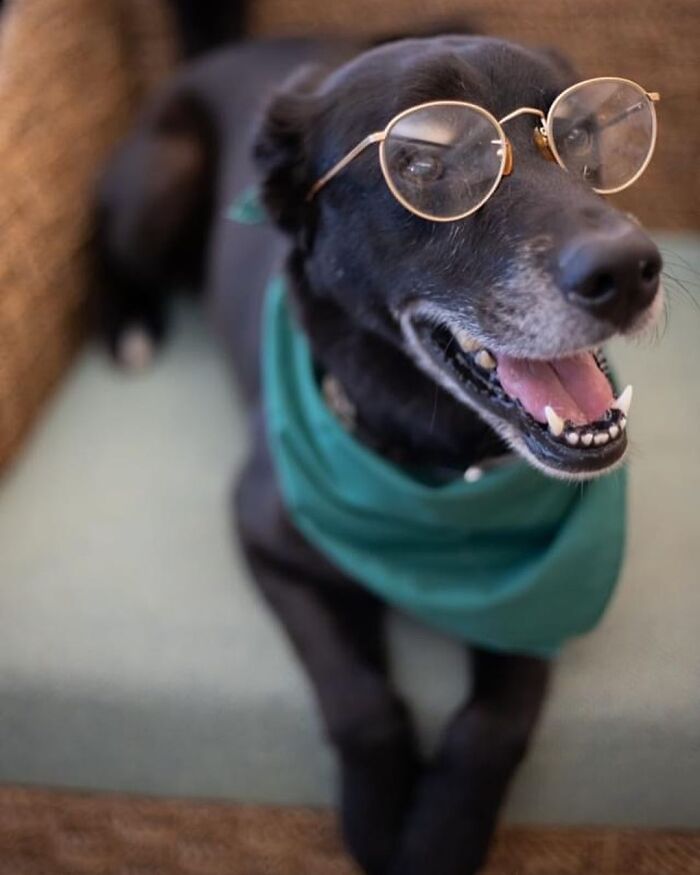 This Shelter Dressed Up Elderly Cats And Dogs As If They Were Senior Citizens For An Adoption Photoshoot (37 Pics) This Shelter Dressed Up Elderly Cats And Dogs As If They Were Senior Citizens For An Adoption Photoshoot (37 Pics)