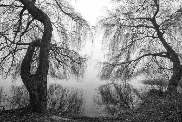 Black And White Commended: Tracey Whitefoot, 'Winter Sketch', Nottinghamshire