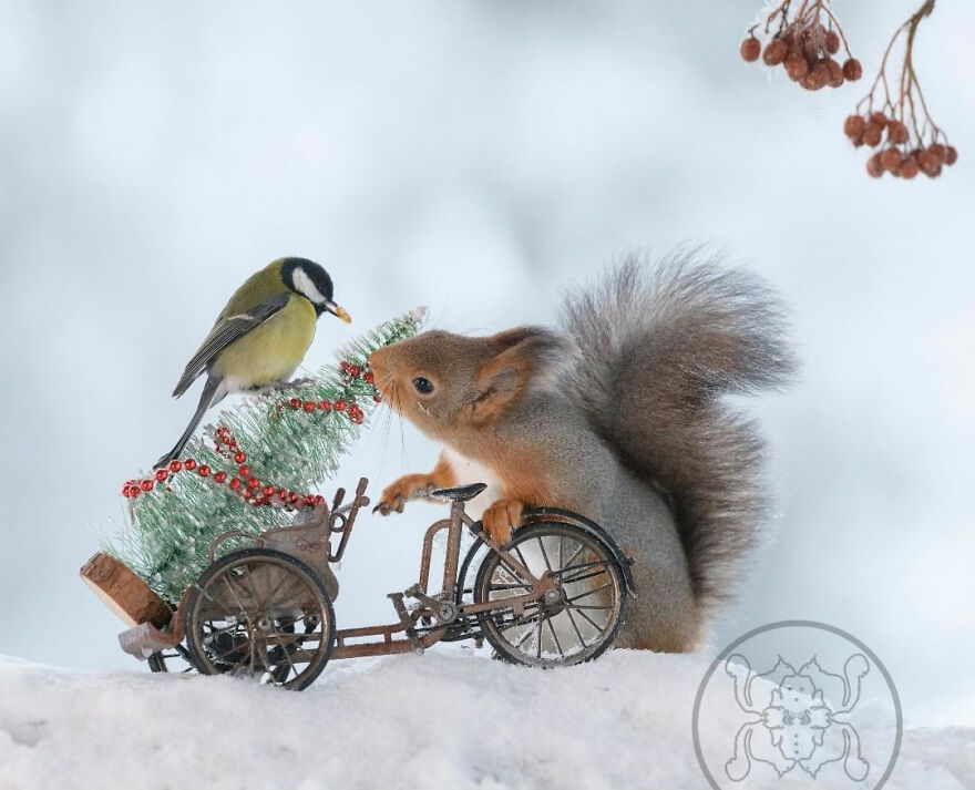 I Spent Almost A Decade Capturing Red Squirrel Photos And Here Is A Small Selection Of The Past Half Year.