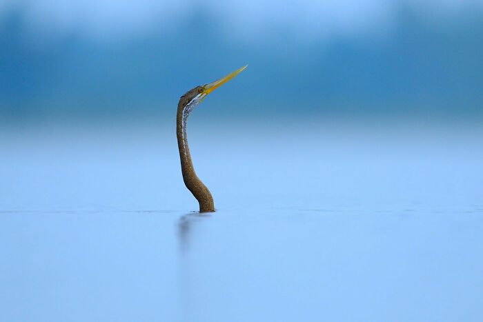 Highly Commended: 'Snake Bird' By Wanchanok Suvarnakara