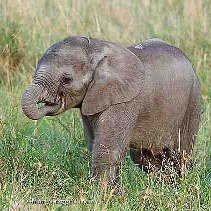 Weird And Disturbing Animal Facts