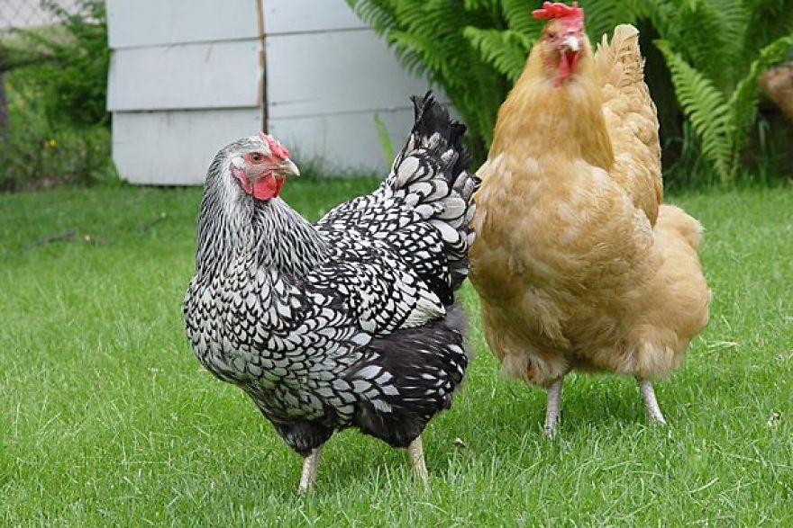 Weird And Disturbing Animal Facts