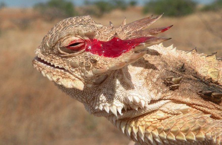 Weird And Disturbing Animal Facts