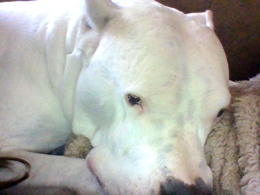 What Happens When You Put A Filter On You're Dog?