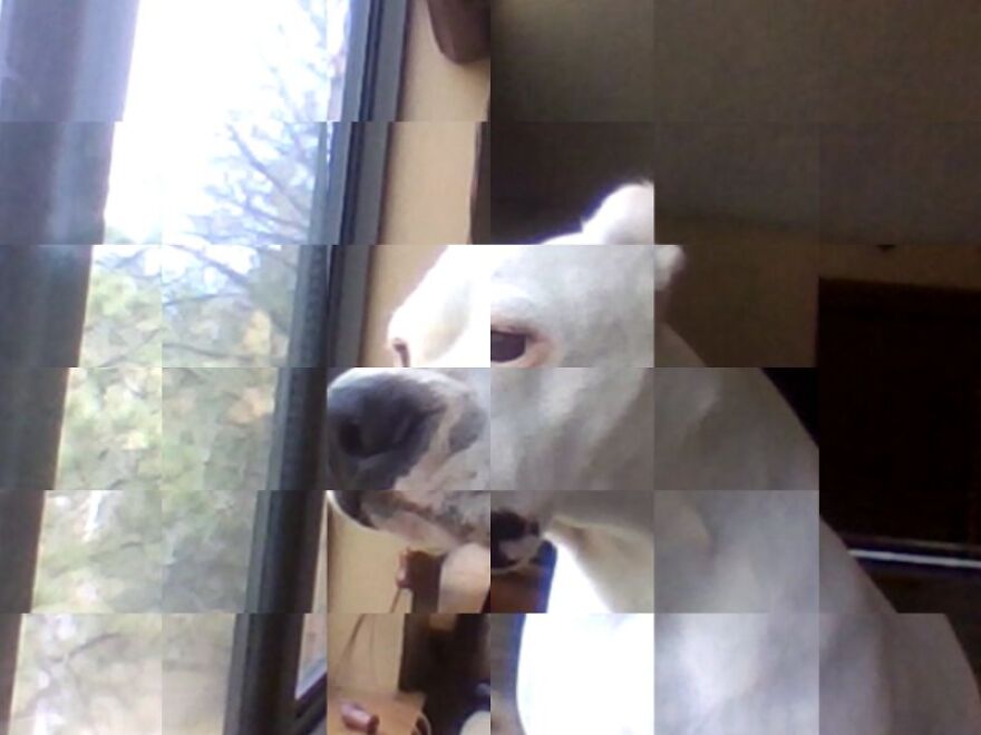 What Happens When You Put A Filter On You're Dog?