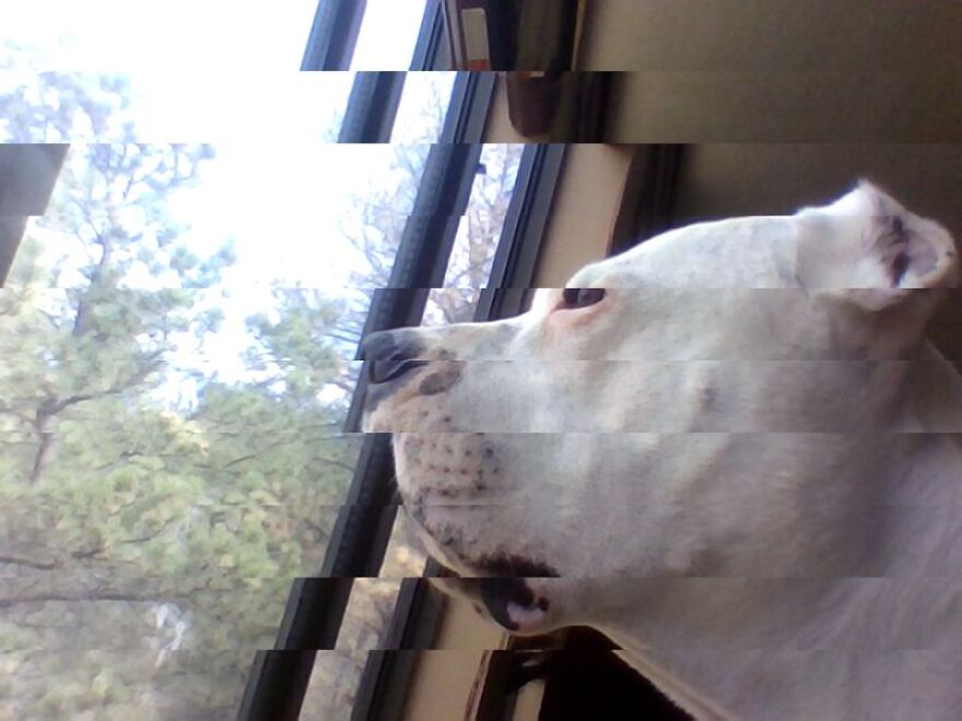 What Happens When You Put A Filter On You're Dog?