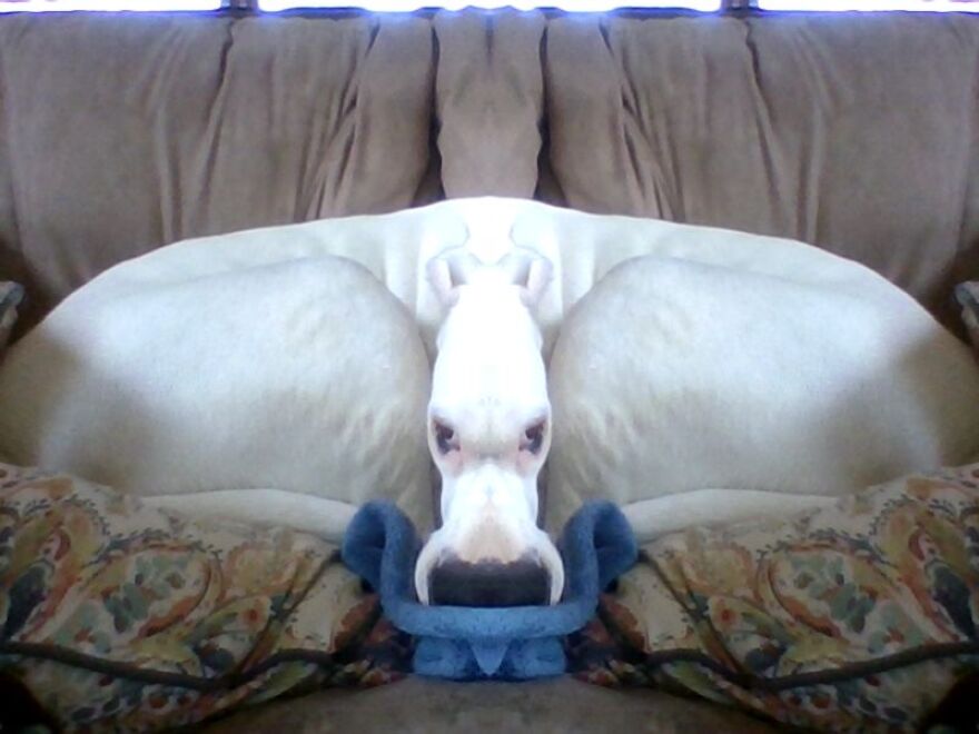 What Happens When You Put A Filter On You're Dog?