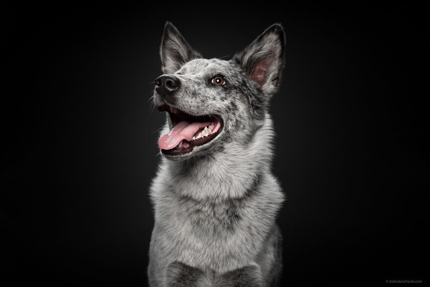 29 Heartwarming 'School Portraits' Of A Goofy Dog Called Winston. 29 Heartwarming 'School Portraits' Of A Goofy Dog Called Winston.