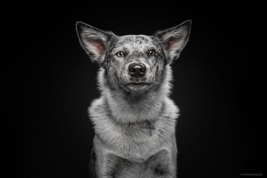 29 Heartwarming 'School Portraits' Of A Goofy Dog Called Winston. 29 Heartwarming 'School Portraits' Of A Goofy Dog Called Winston.