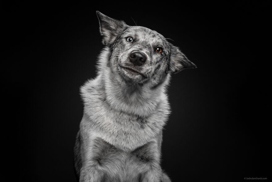 29 Heartwarming 'School Portraits' Of A Goofy Dog Called Winston. 29 Heartwarming 'School Portraits' Of A Goofy Dog Called Winston.