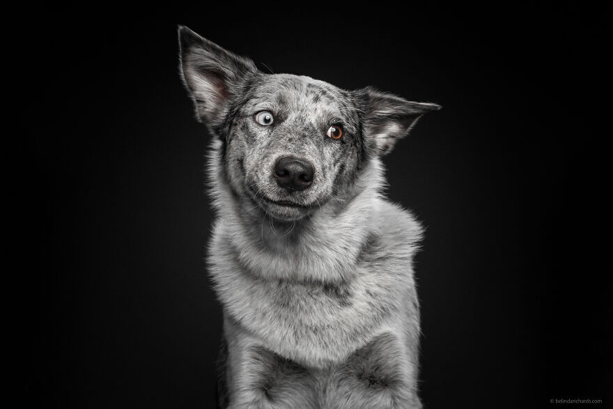 29 Heartwarming 'School Portraits' Of A Goofy Dog Called Winston. 29 Heartwarming 'School Portraits' Of A Goofy Dog Called Winston.