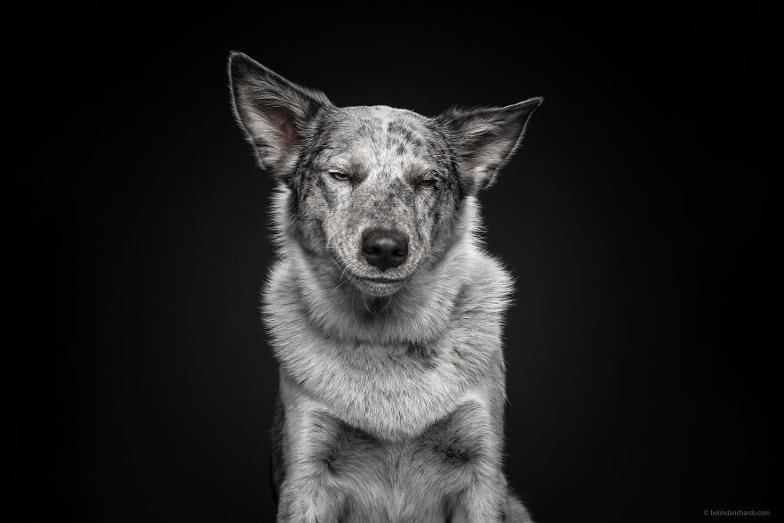 29 Heartwarming 'School Portraits' Of A Goofy Dog Called Winston. 29 Heartwarming 'School Portraits' Of A Goofy Dog Called Winston.