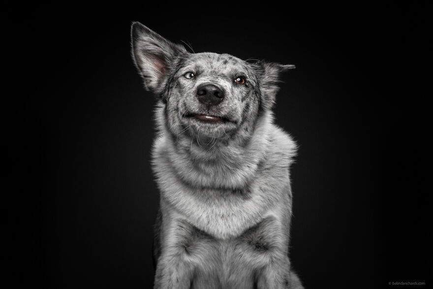 29 Heartwarming 'School Portraits' Of A Goofy Dog Called Winston. 29 Heartwarming 'School Portraits' Of A Goofy Dog Called Winston.